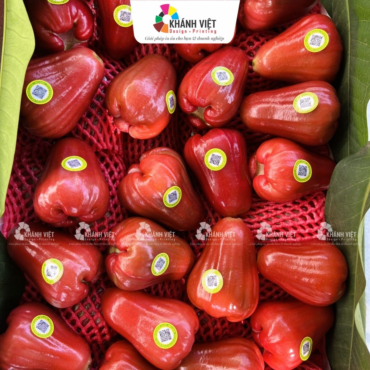 Tem dán quả mận