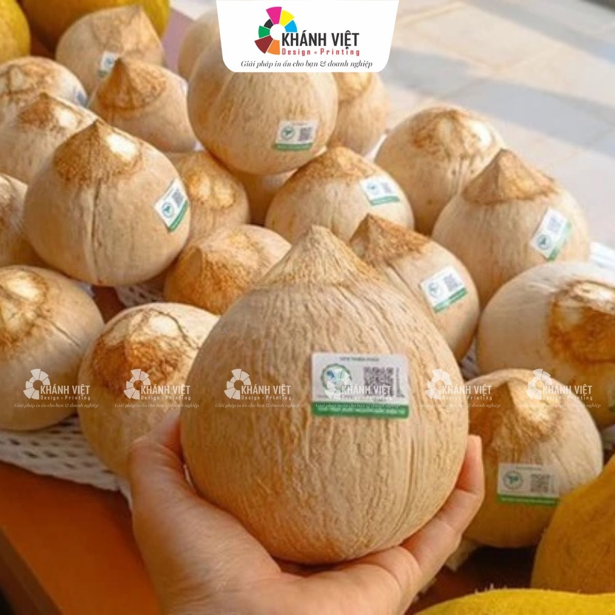 Tem dán dừa xiêm xuất khẩu