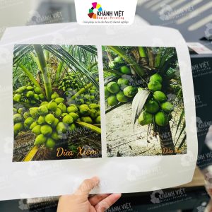 Tem nhãn dừa tươi ấn tượng