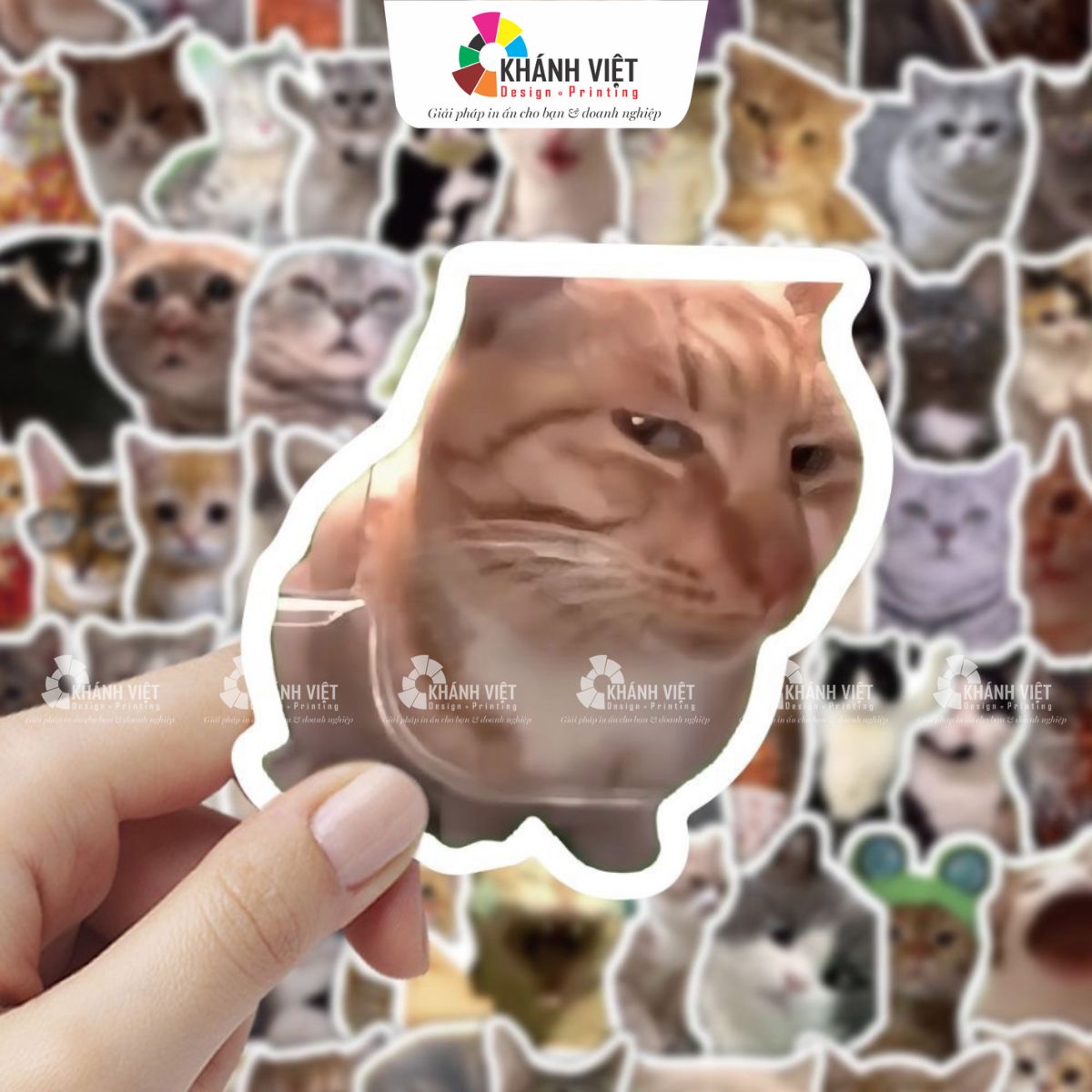 Sticker mèo đang liếc
